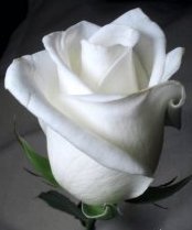 إضغط لترى الصوره كامله