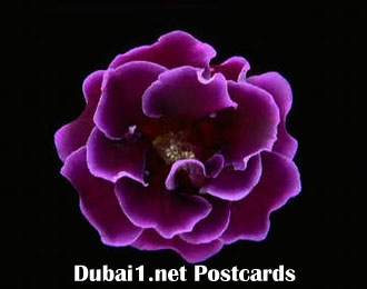 إضغط لترى الصوره كامله